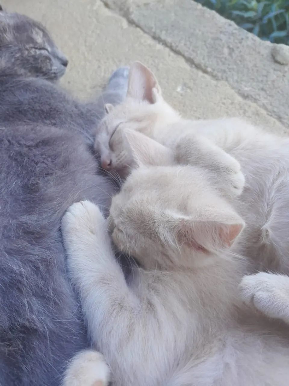 mãe e gatinhos para doação