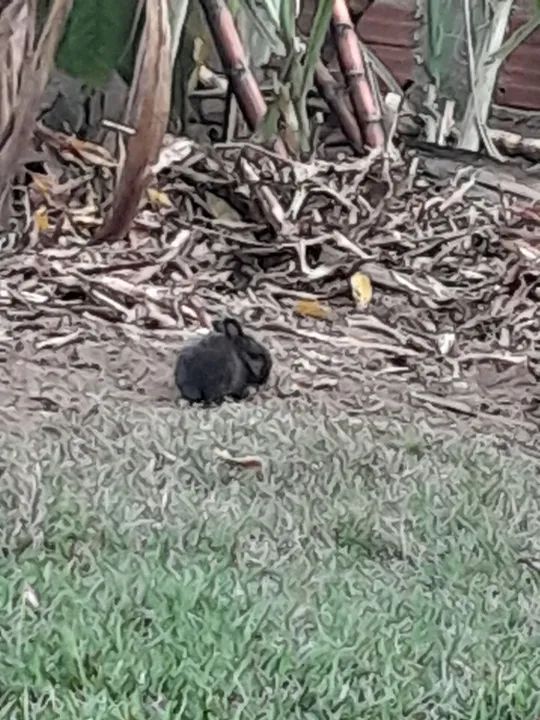 Coelhinho fofinho  - Foto 6