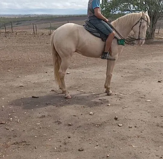 Cavalo de esteira