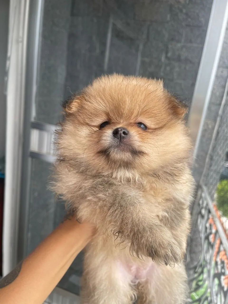 Lulu da Pomerania / Spitz alemão