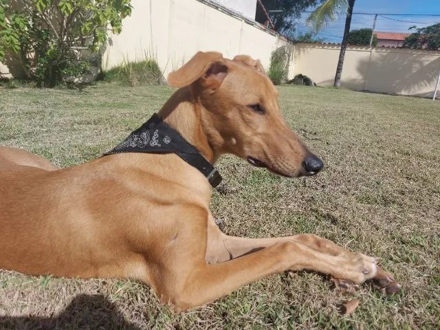 GALGO GREYHOUNDS OU GALGO INGLÊS - Foto 4