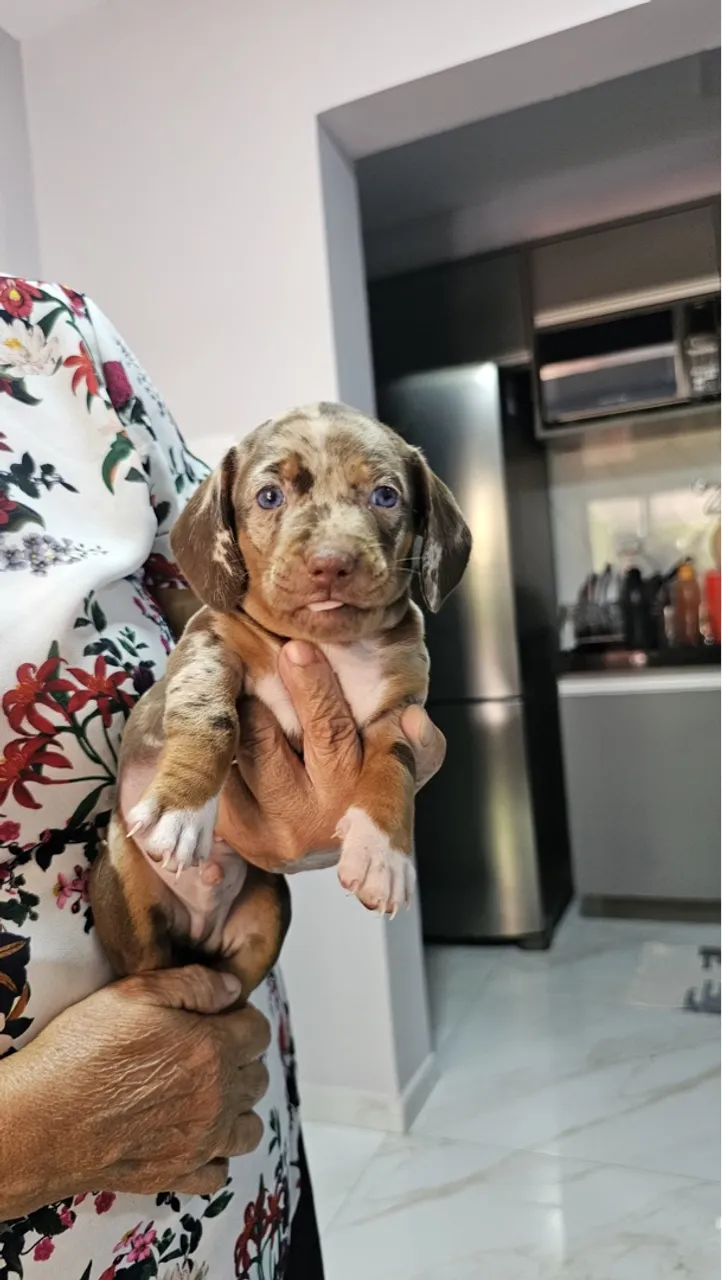 Filhote arlequim Dachshund (salsicha) 