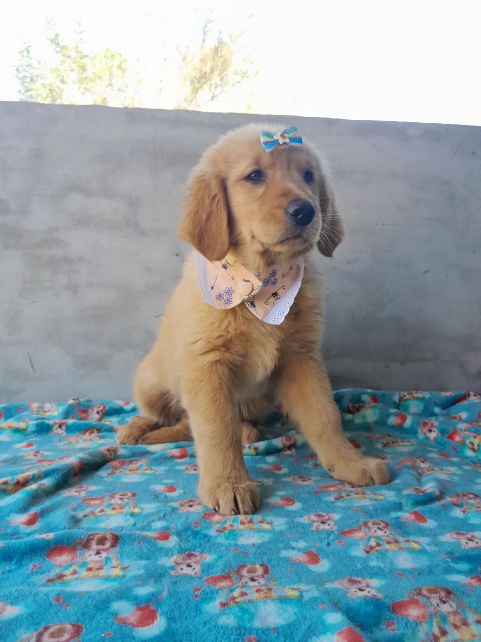  Golden Retriever Fêmea pronta para brincar 