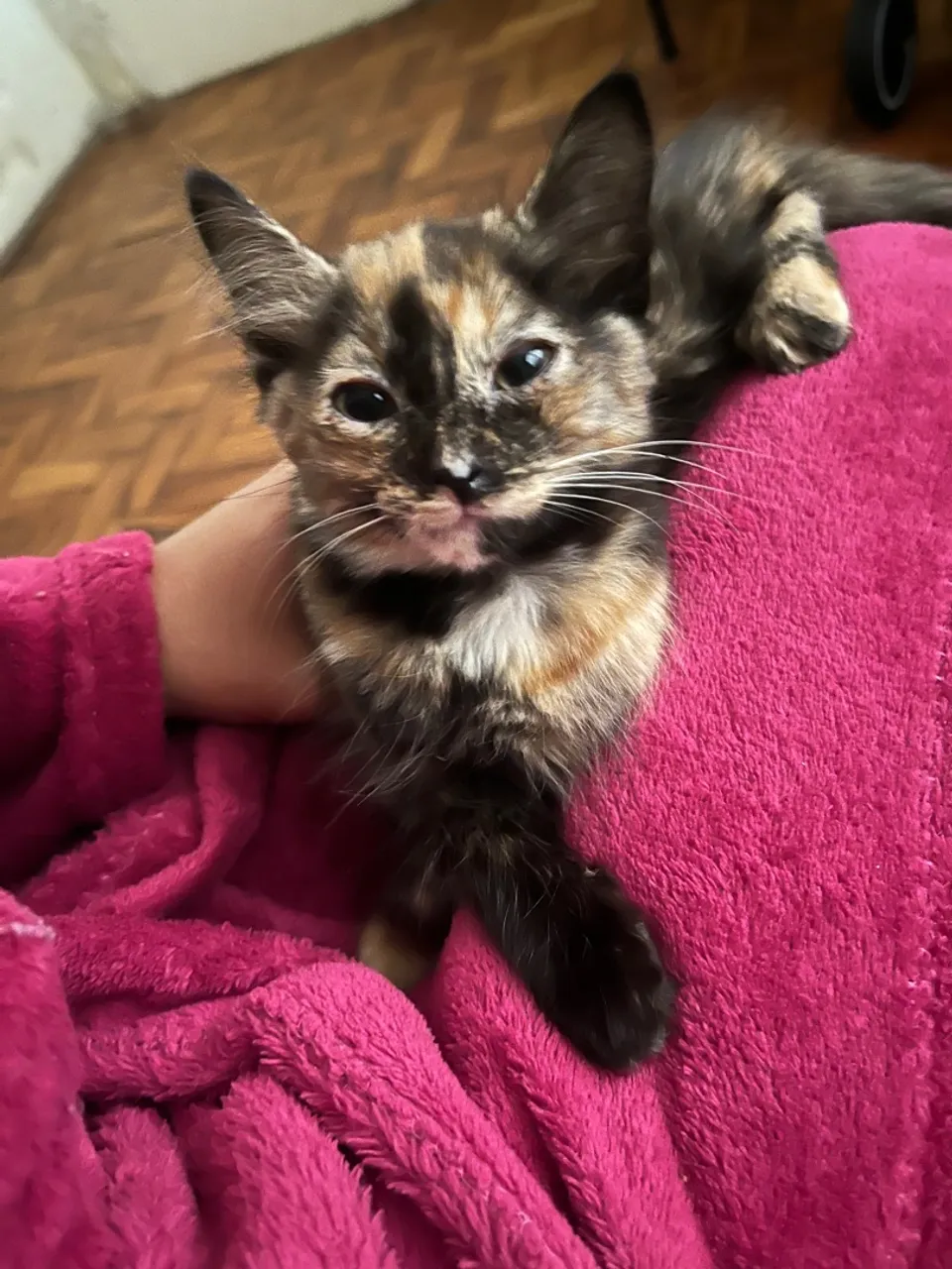 Gatos
