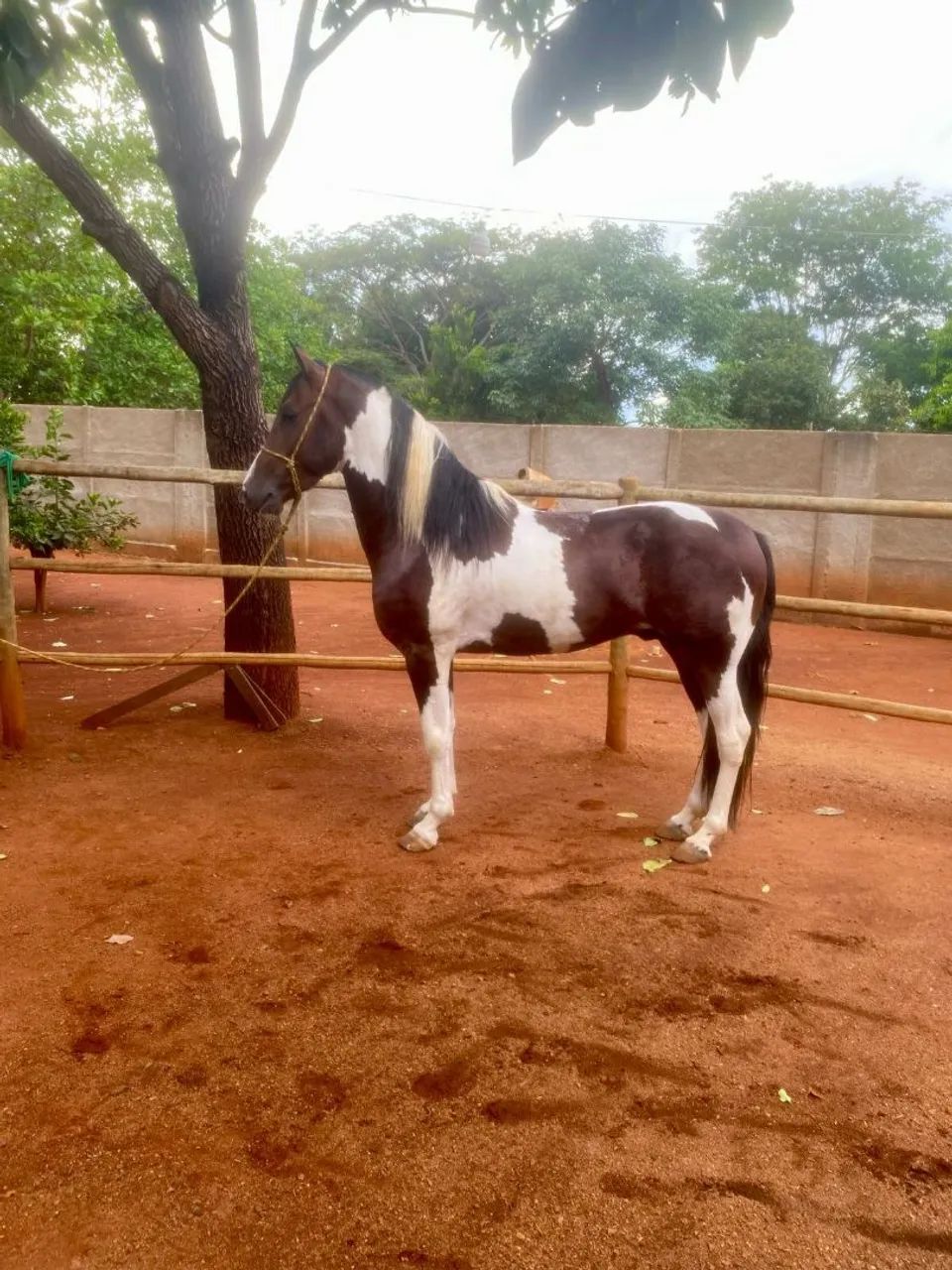 Cavalo Manga Larga marchador 