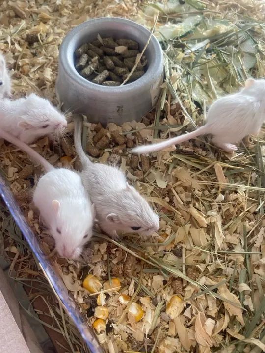 Esquilo da Mongólia Gerbil  - Foto 4