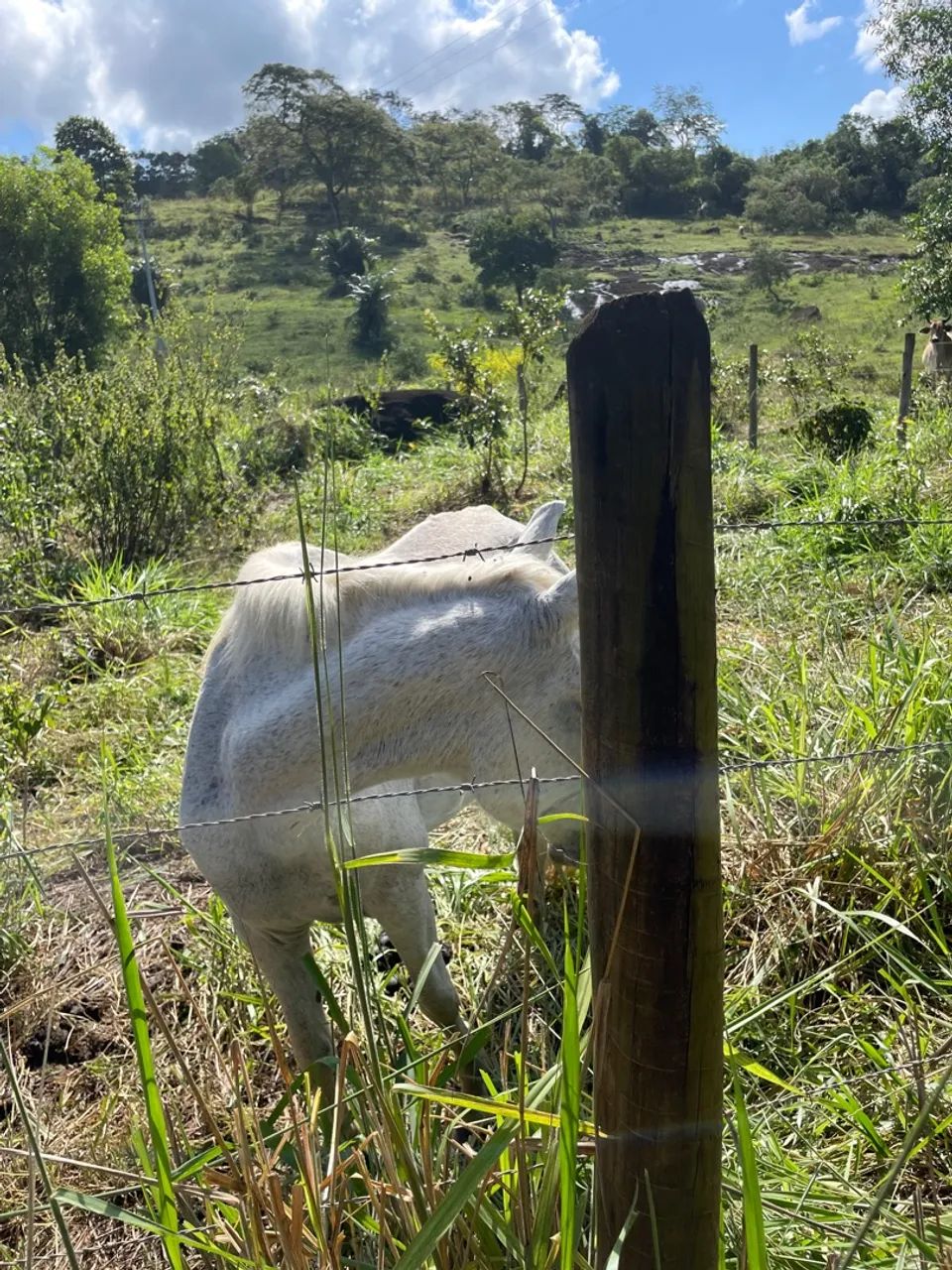 Cavalo para venda - Foto 2