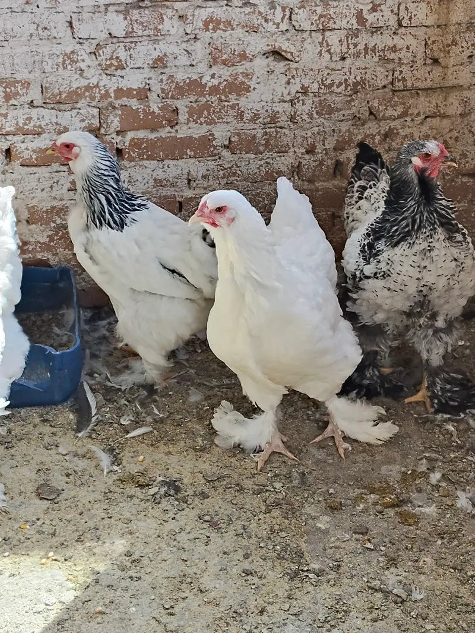 Vendo Casal de Brahma $200,00 cada casal