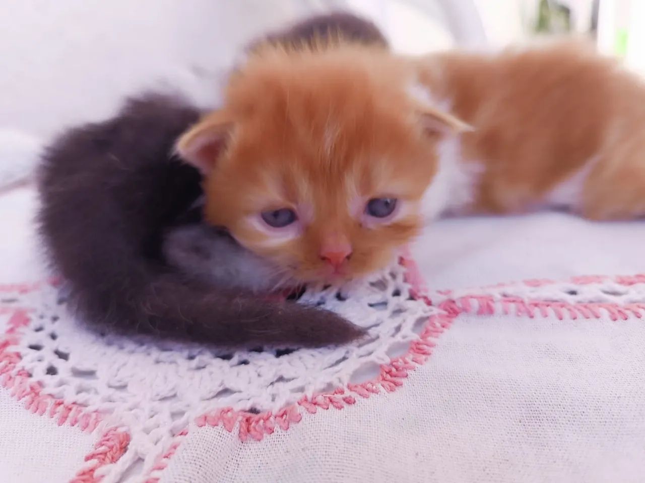 Vendo filhote gato persa