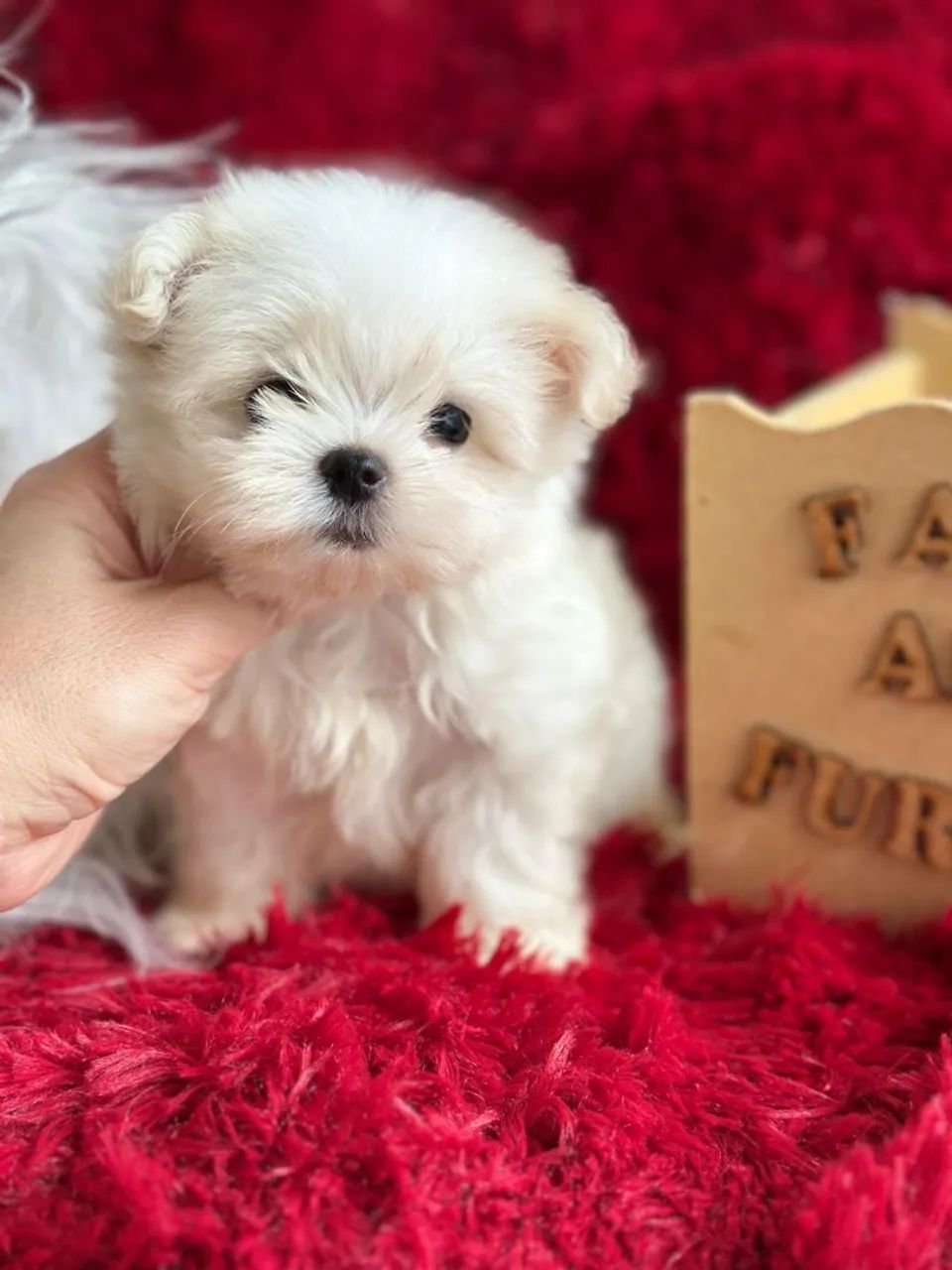 Maltês filhote macho  micro fofo e carinhoso - Lindíssimo!
