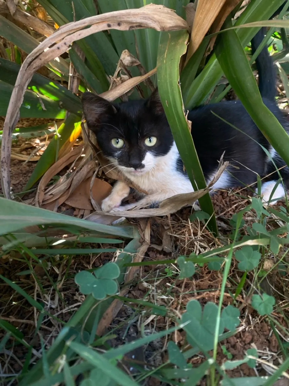 Gatinho adorável para adoção!