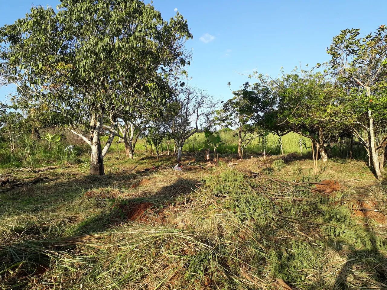 Vende se sítio  - Foto 3