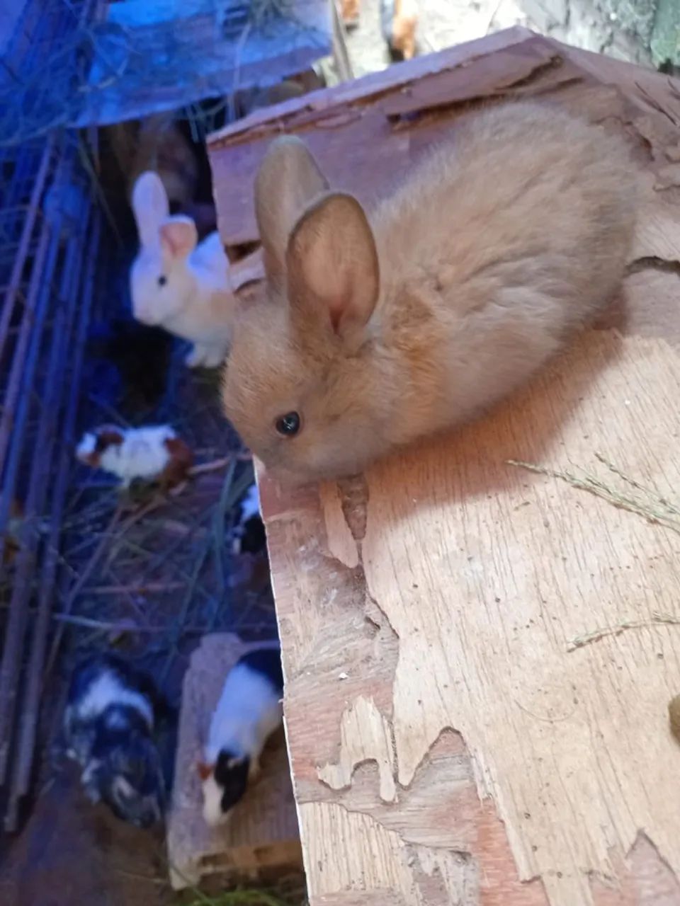 Venda de Coelhinho fofinho  - Foto 4