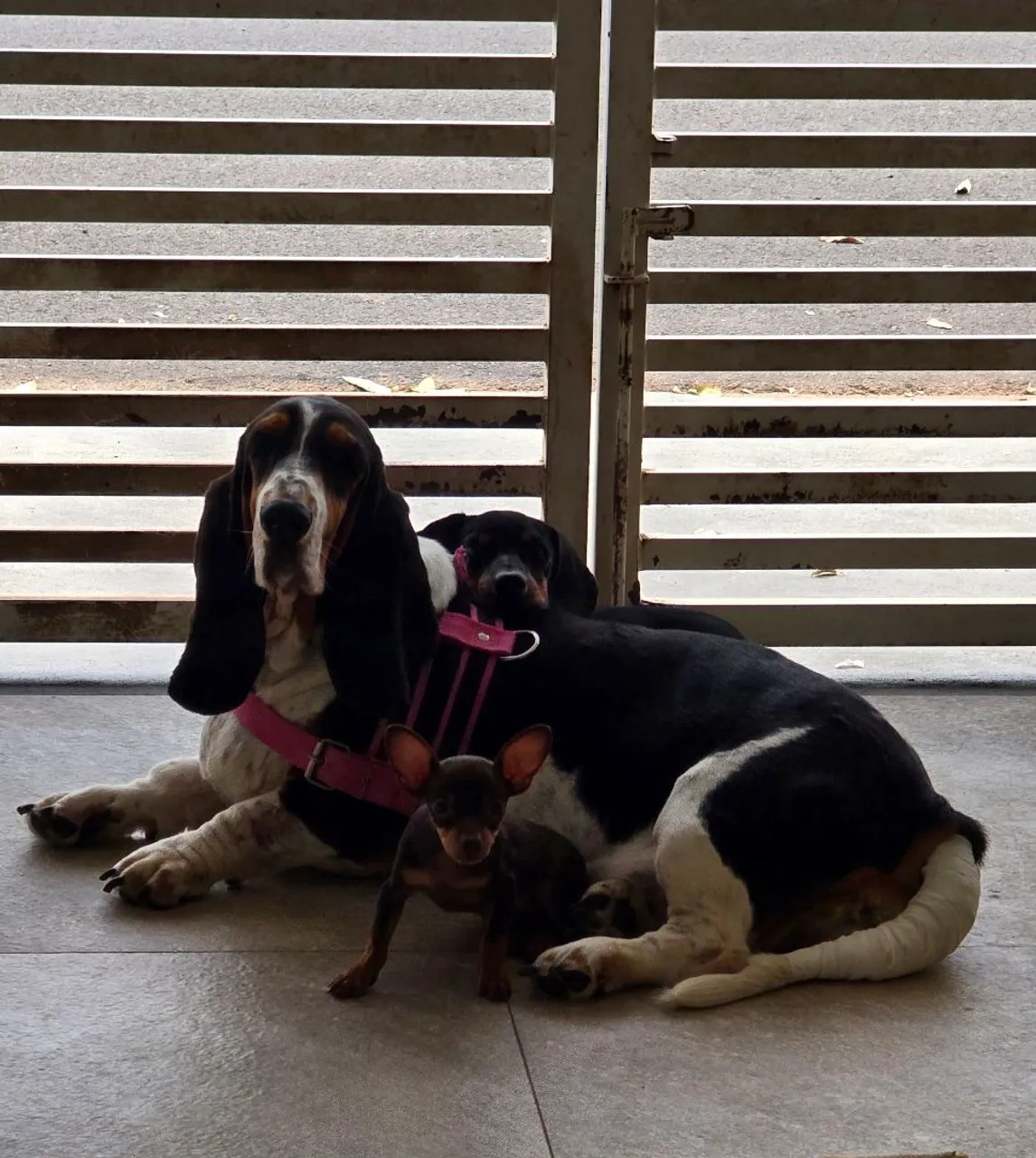 Casal de Basset Hounds venda ,aceito troca com filhotes do meu interesse