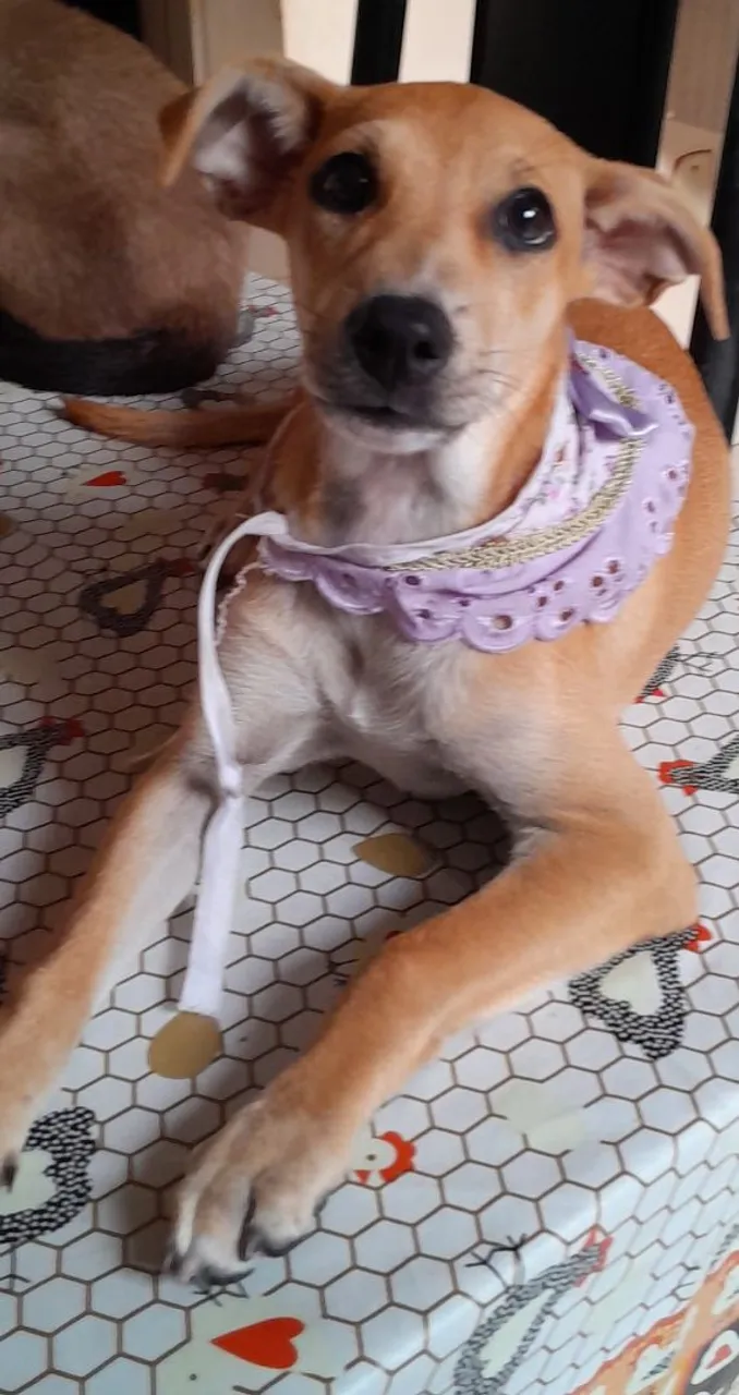 Pra adoção 