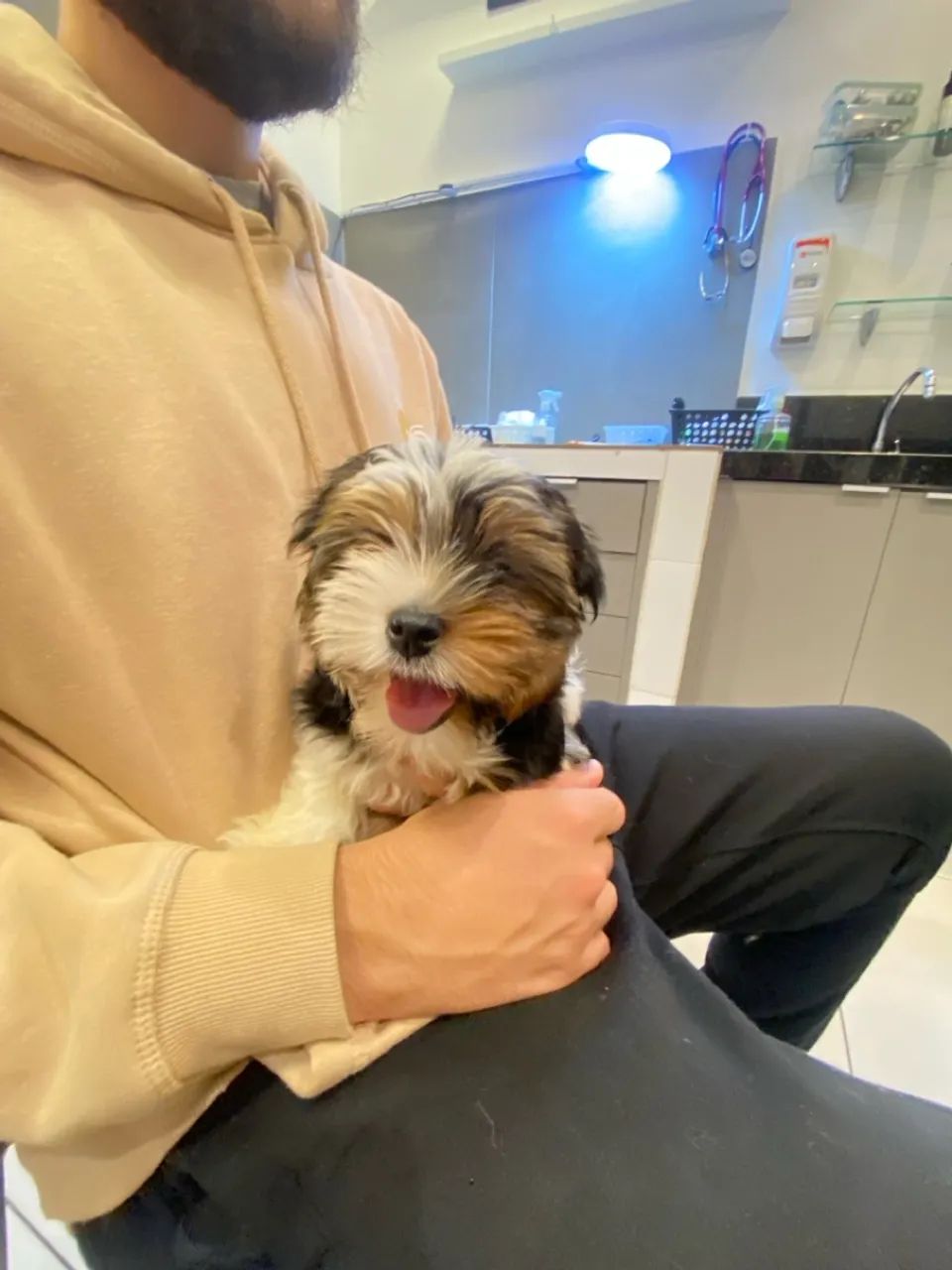 Biewer Yorkshire Terrier filhote - Foto 2