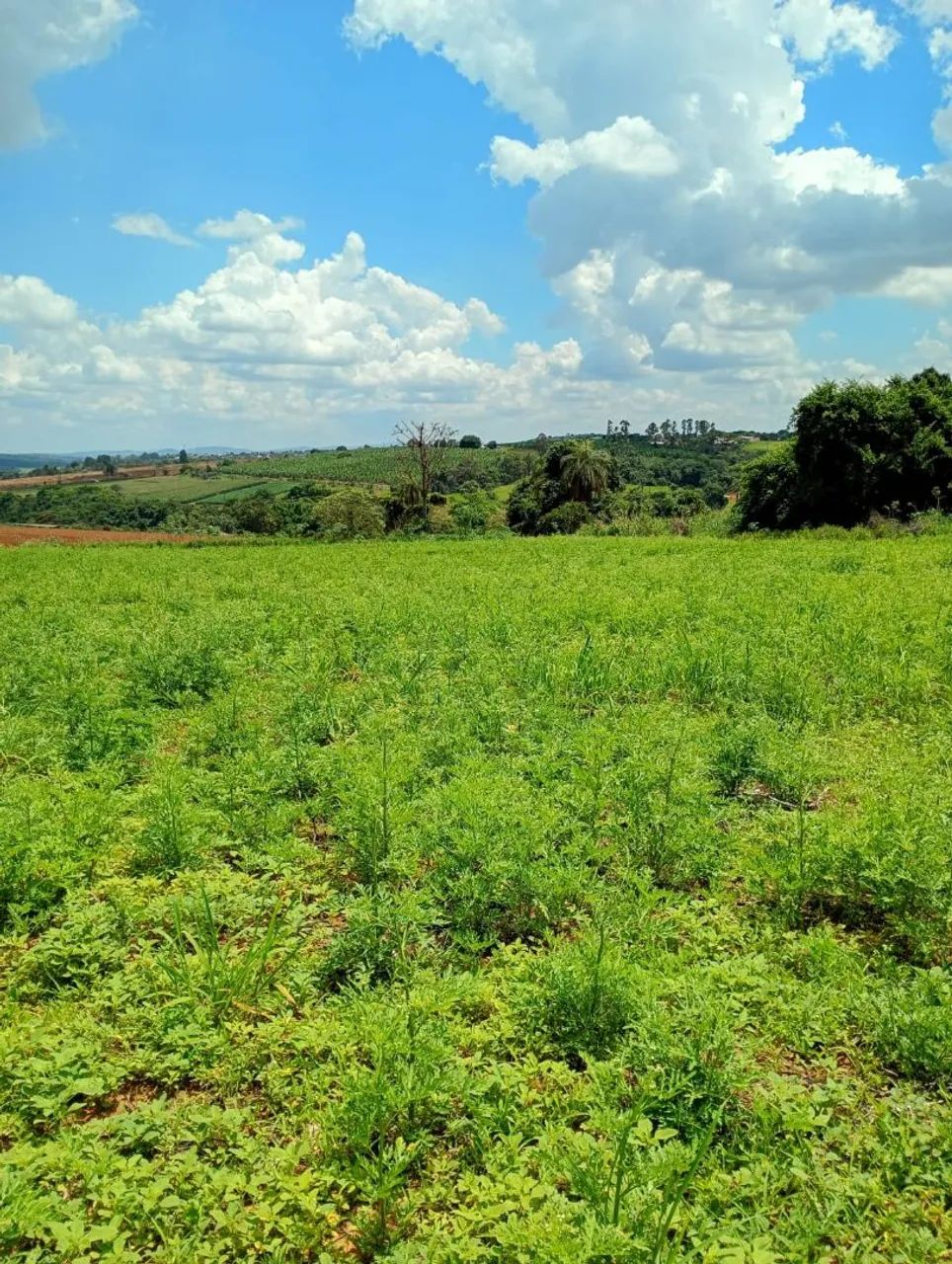 Terreno módulo rural região florestal  - Foto 5