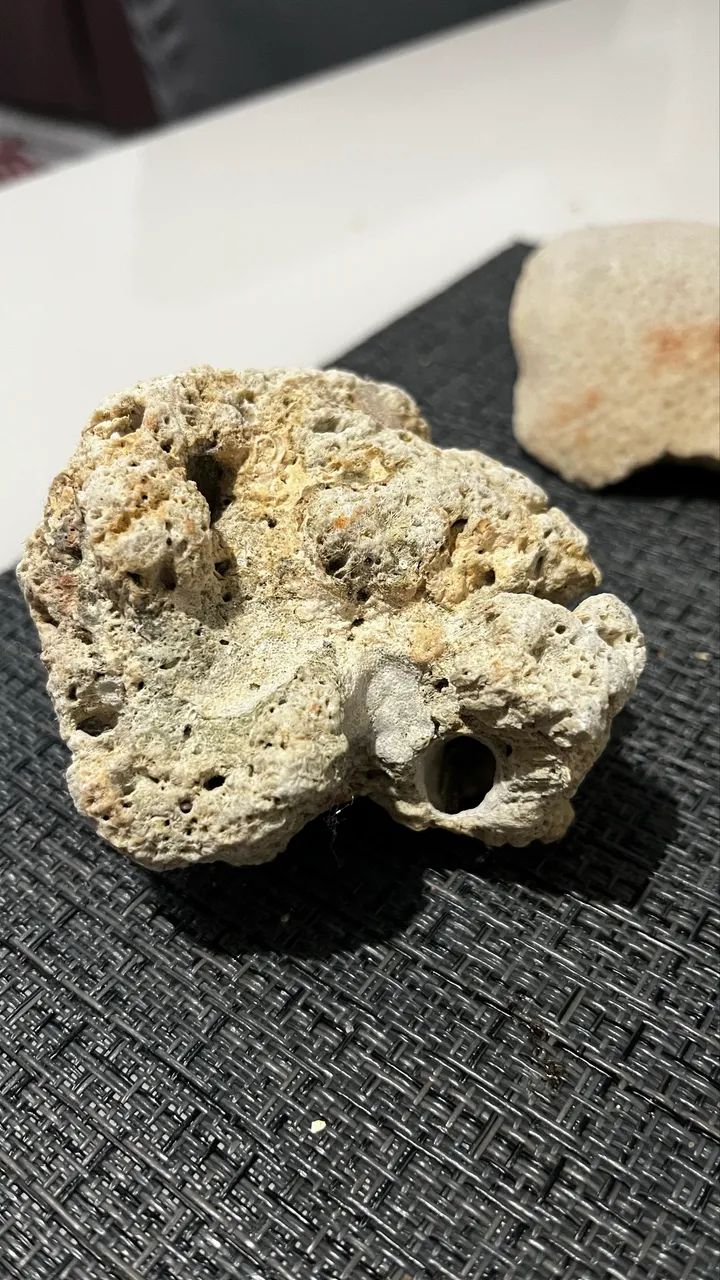 Corais Para Aquários 