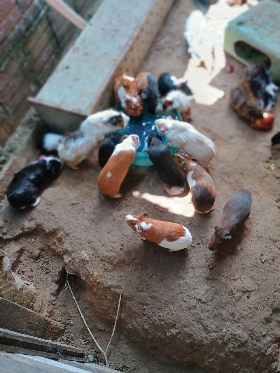 Vendo Porquinho da Índia  - Foto 3