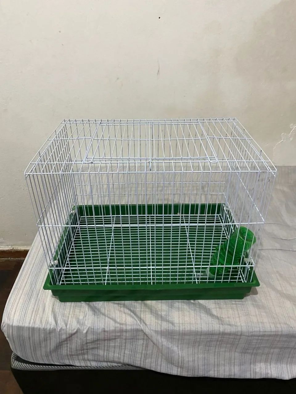 Coelhinho  Cinza macho  - Foto 3