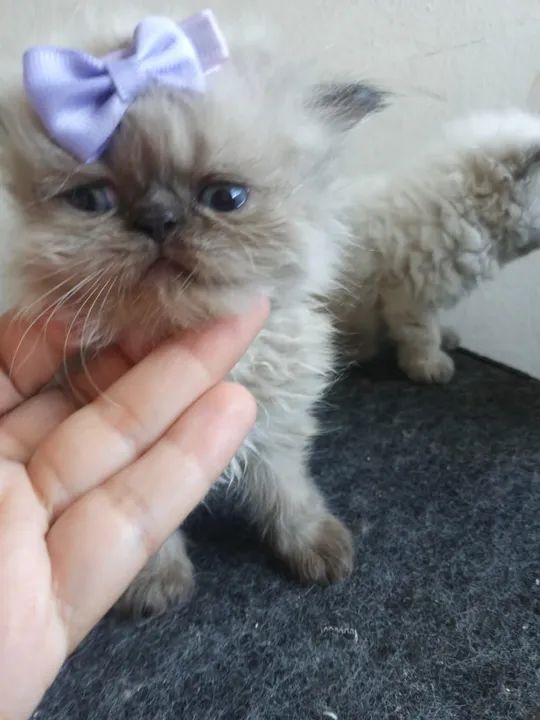 Dois gatinhos persa para adoção - Foto 3