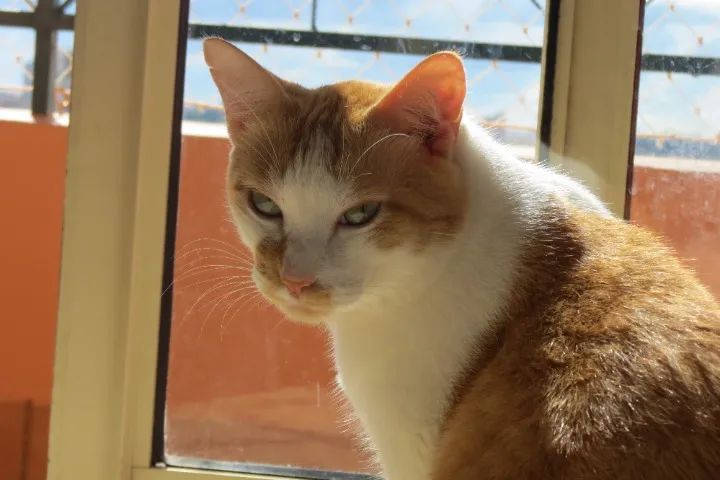 Doa-se gato macho adulto