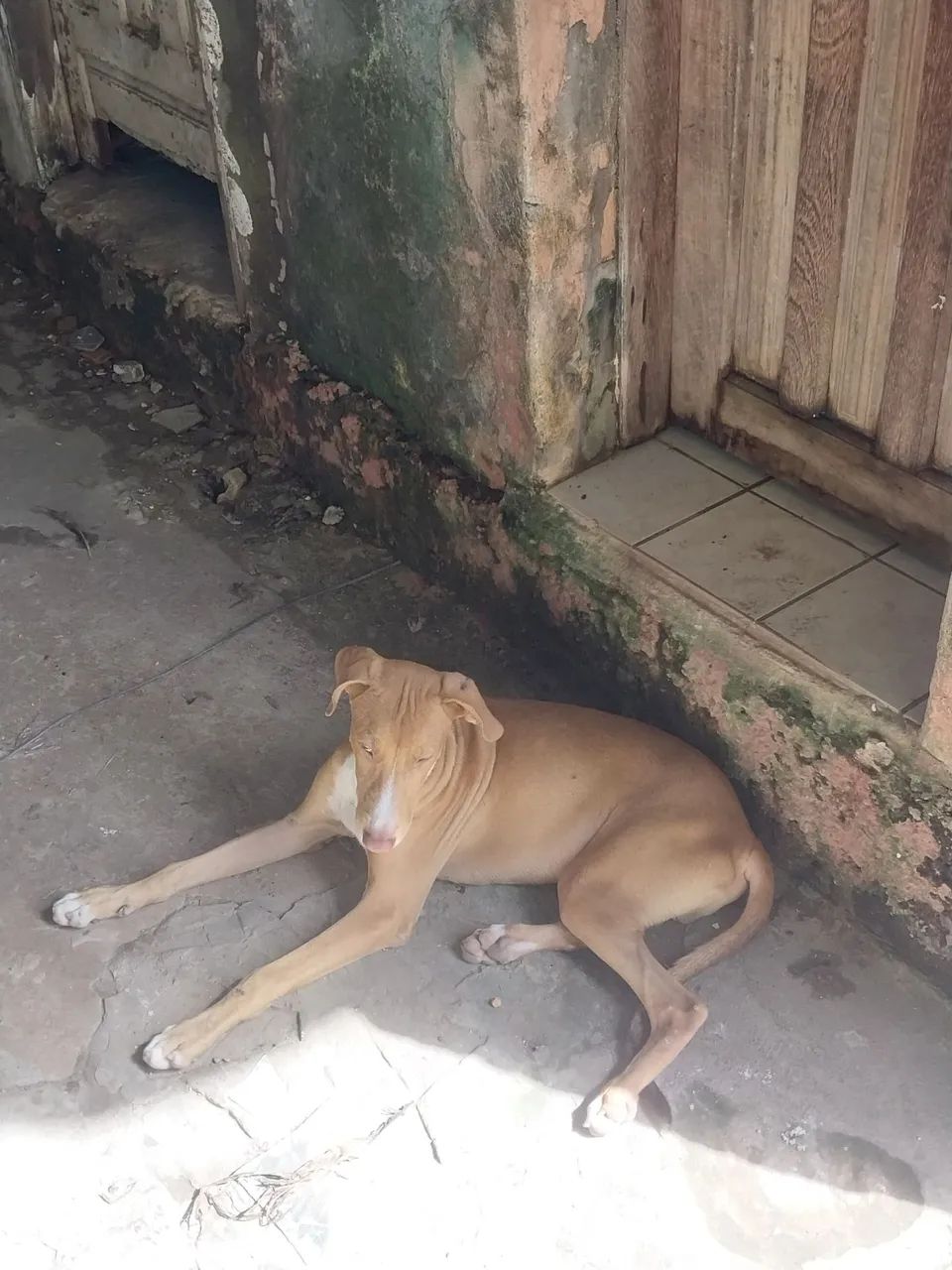 Doação responsável  - Foto 3