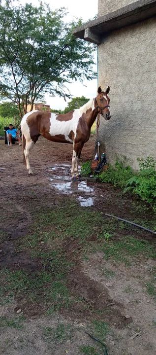 ÉGUA À VENDA  - Foto 2