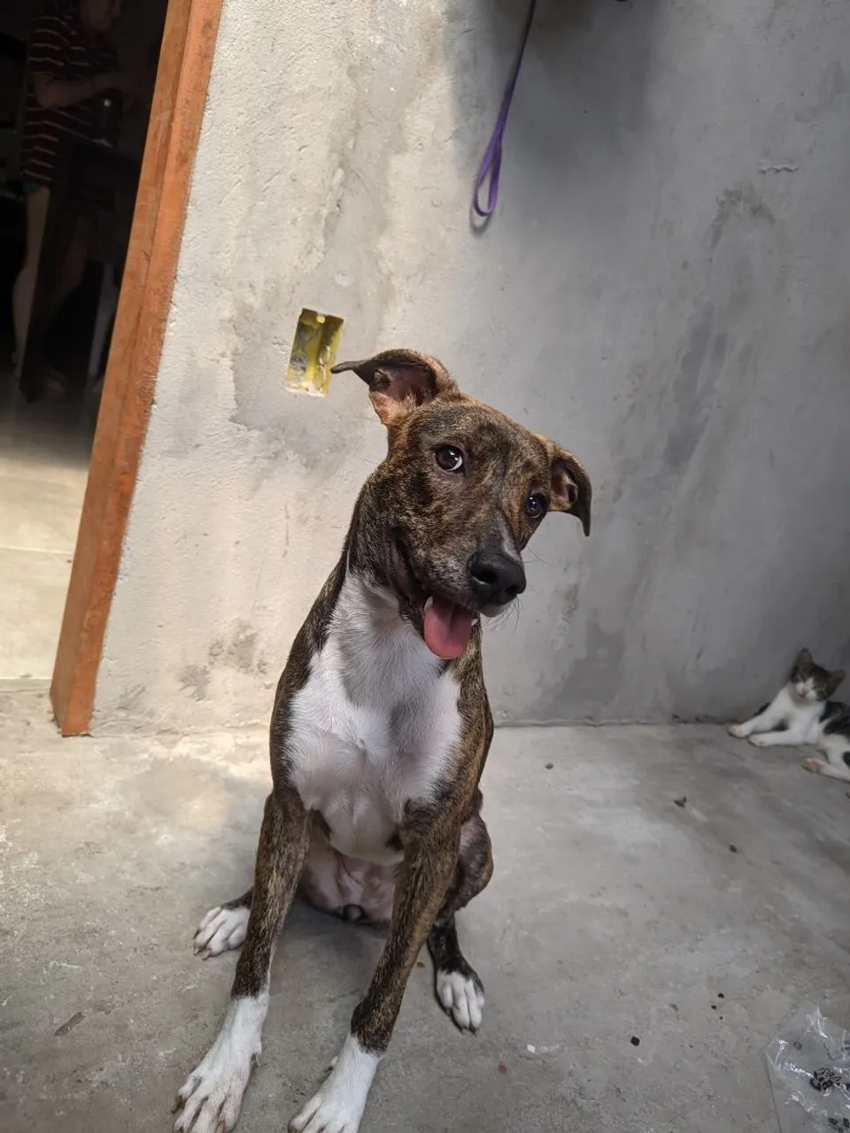 Cachorra para adoção