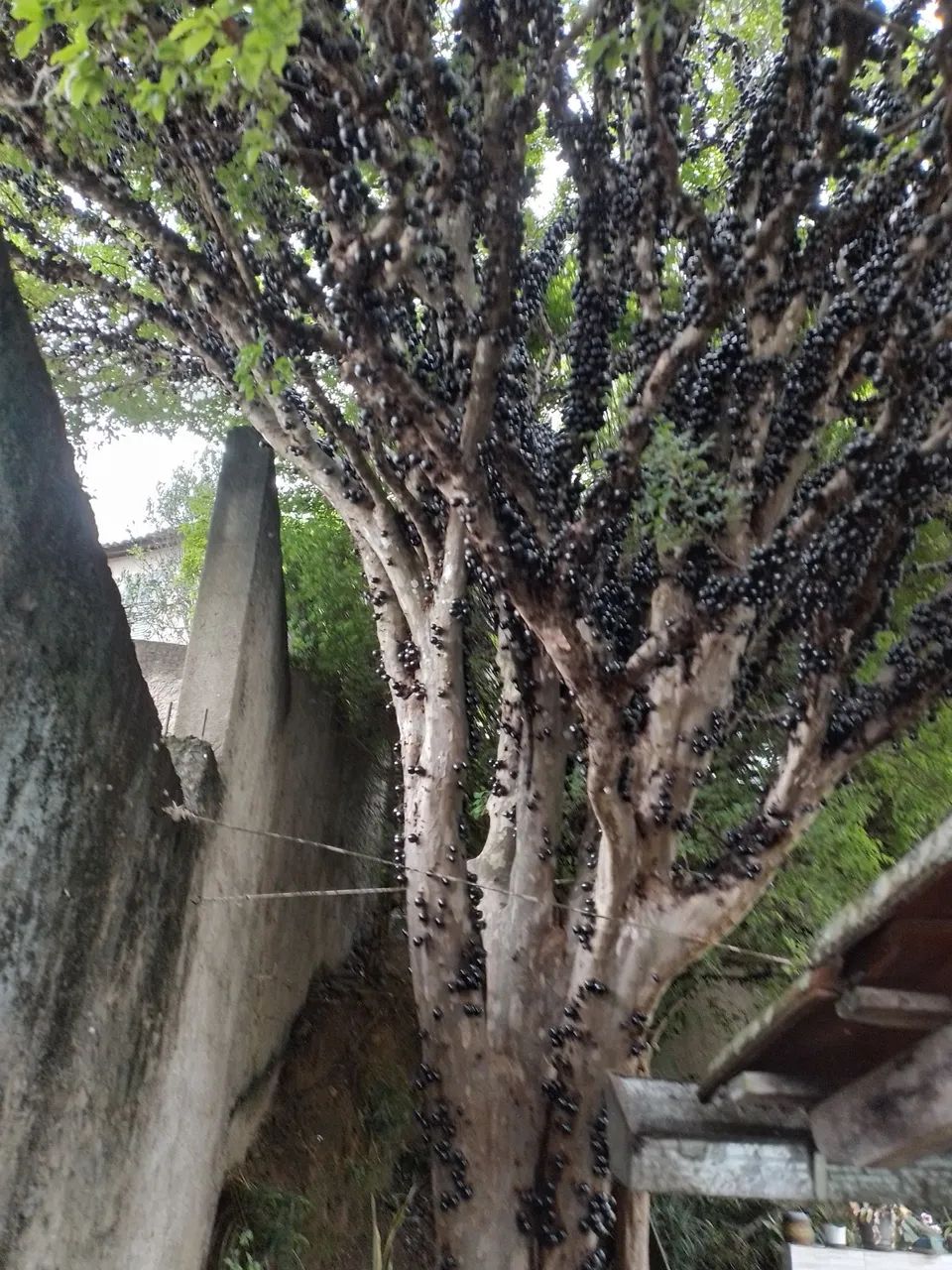  Jabuticaba - Produzindo Frutos - Foto 5