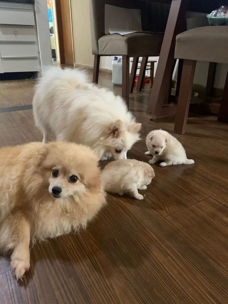Filhote lulu da Pomerânia machinho  - Foto 2