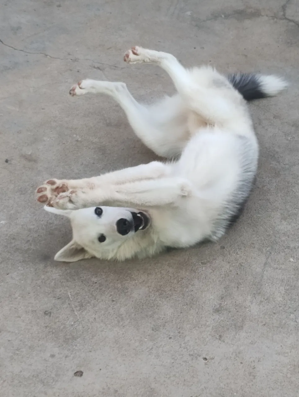 Husky siberiano filhote 6 meses