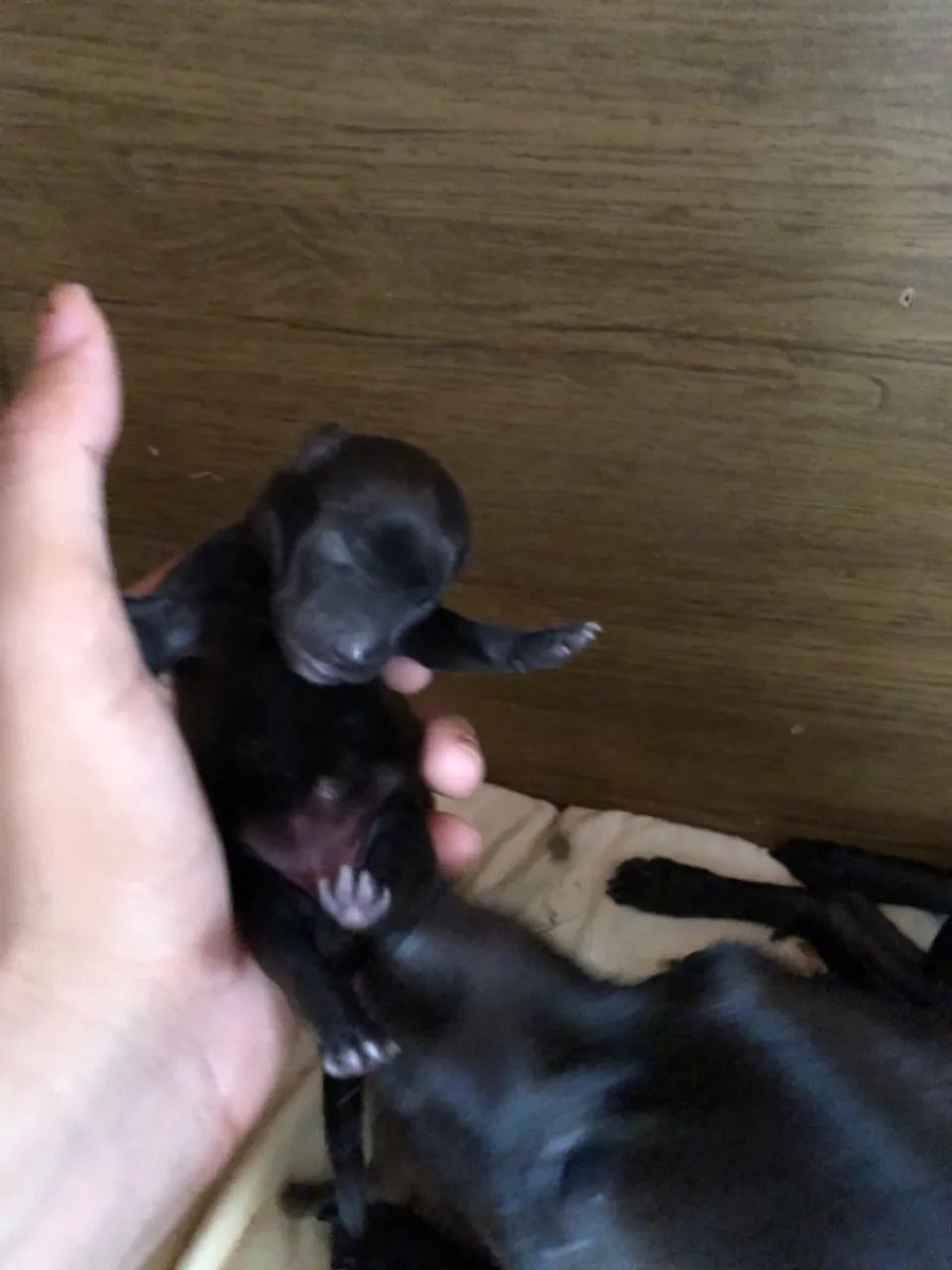 Filhotes de Pinscher com chihuahua  - Foto 3