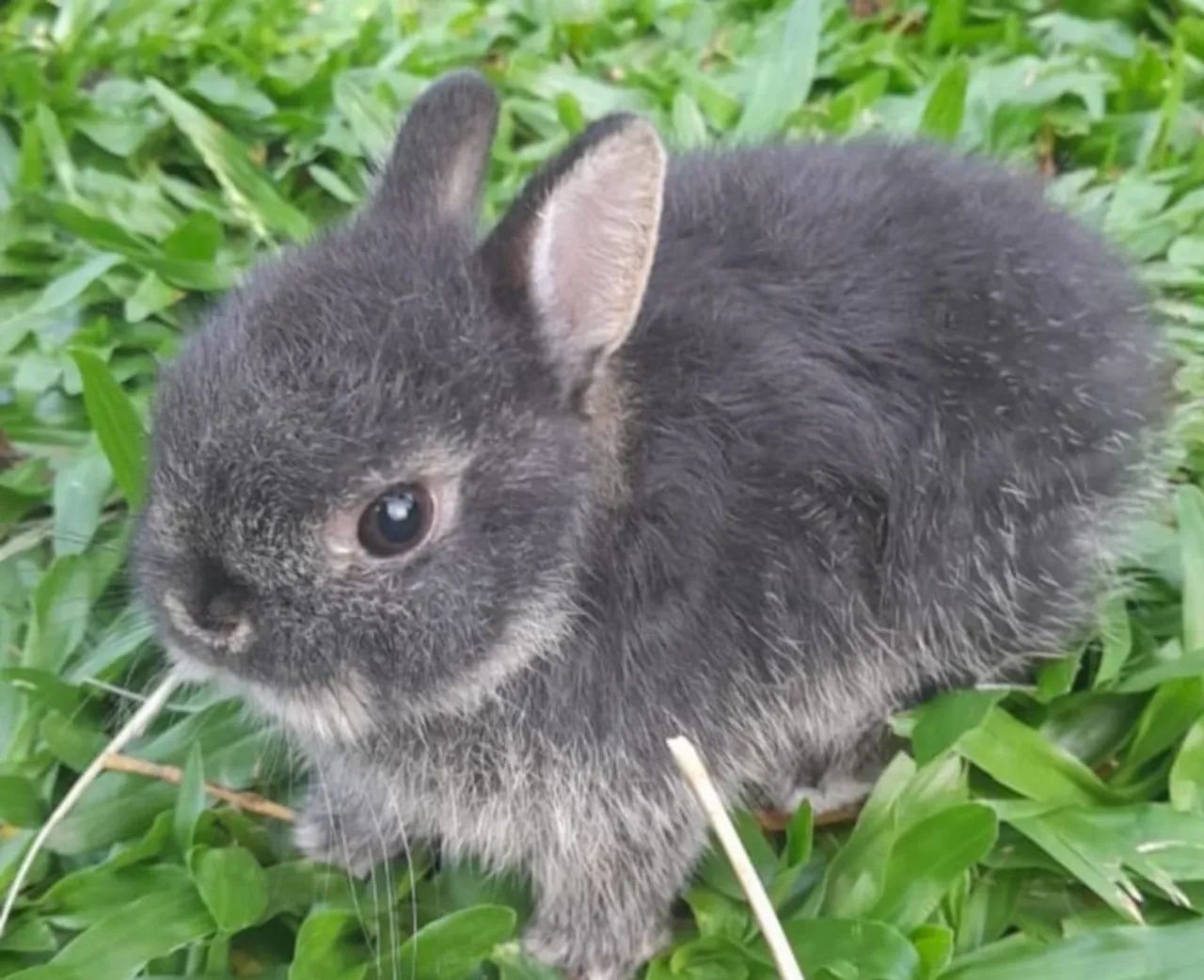 Mini coelho com gaiola e acessórios 