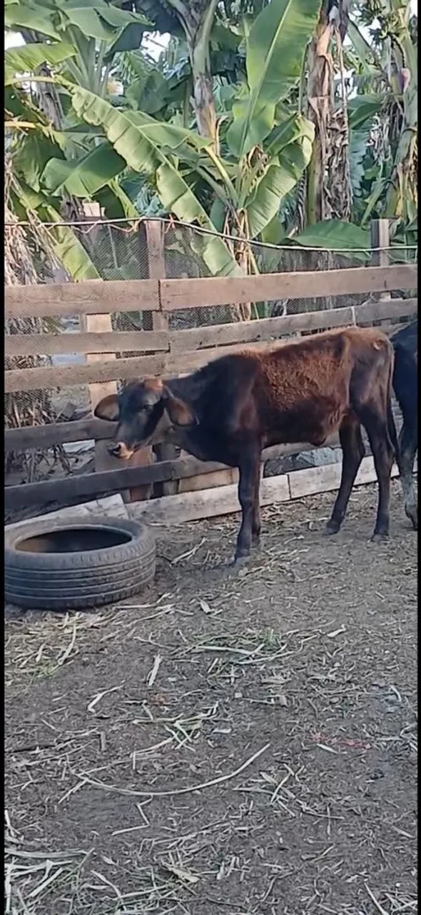 Vendo bezerra