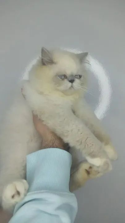 Gato Persa com Pedigree.