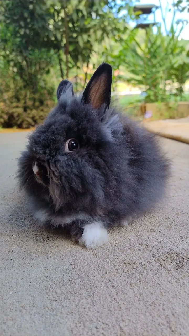 Coelho Teddy dwerg procura namorada da mesma raça  - Foto 3