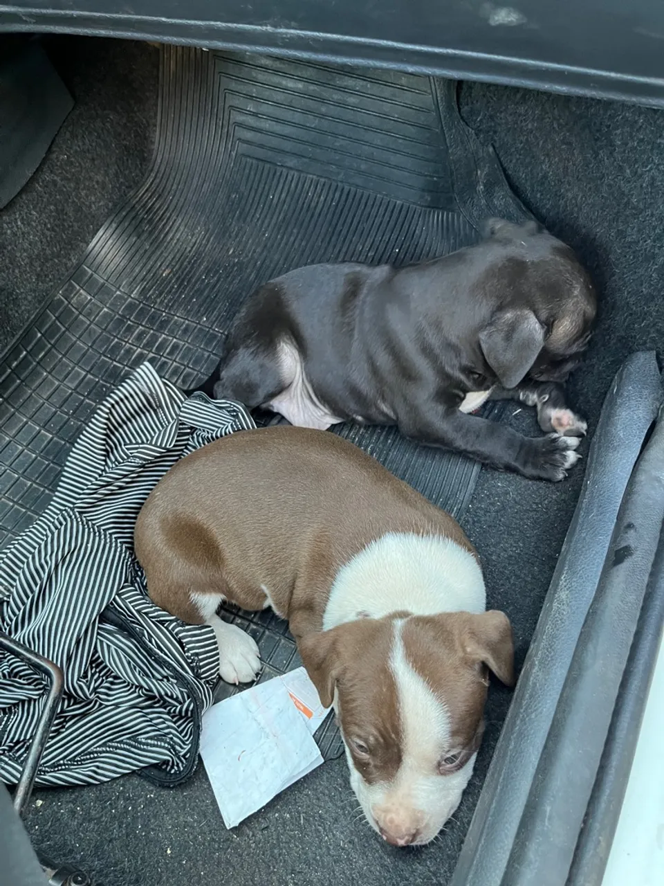Filhotes de Pitbull american bully