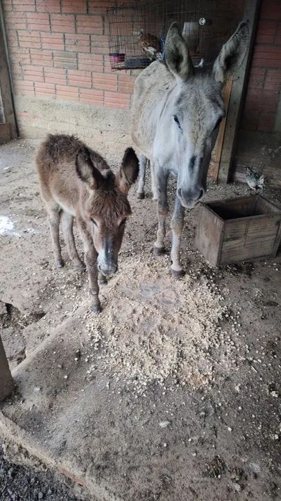 Jumenta com filhote pra venda - Foto 3