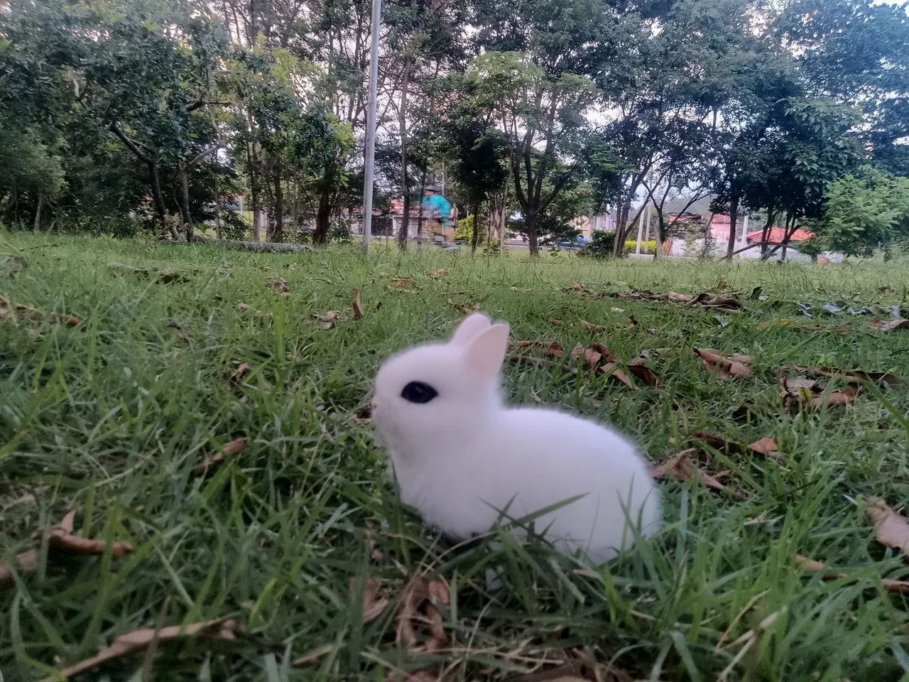 Vende-se coelho anão importado 