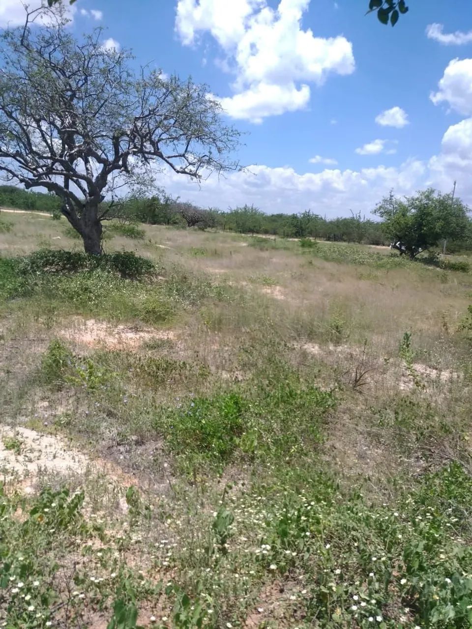 Terreno a sua espera  - Foto 4