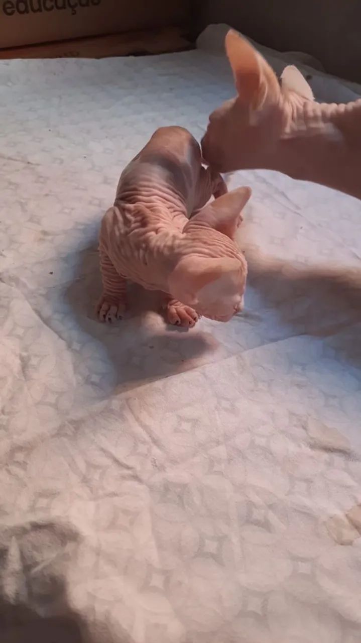 Sphynx filhotes - Foto 3