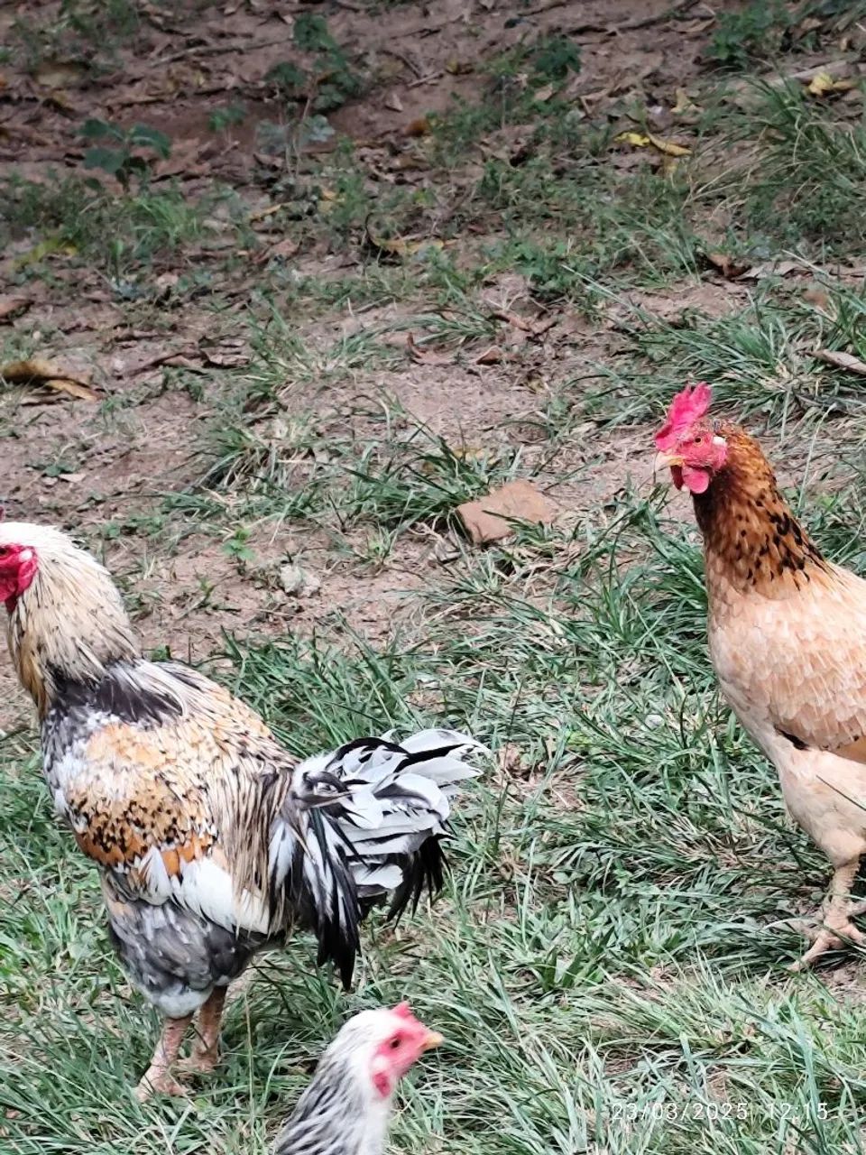 Galinhas e Galo caipiras - Foto 2