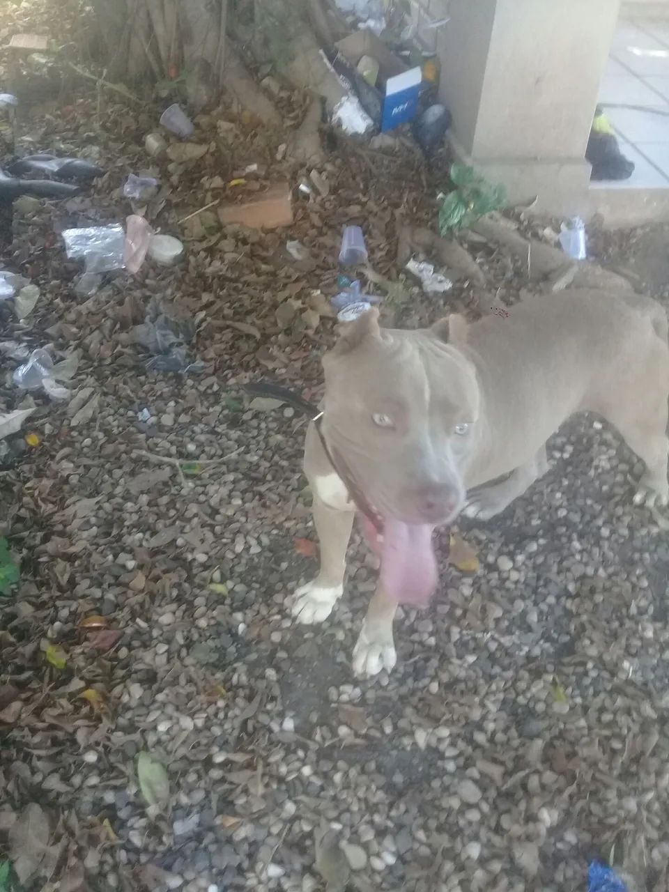 Pitbull 1 ano america buly - Foto 2