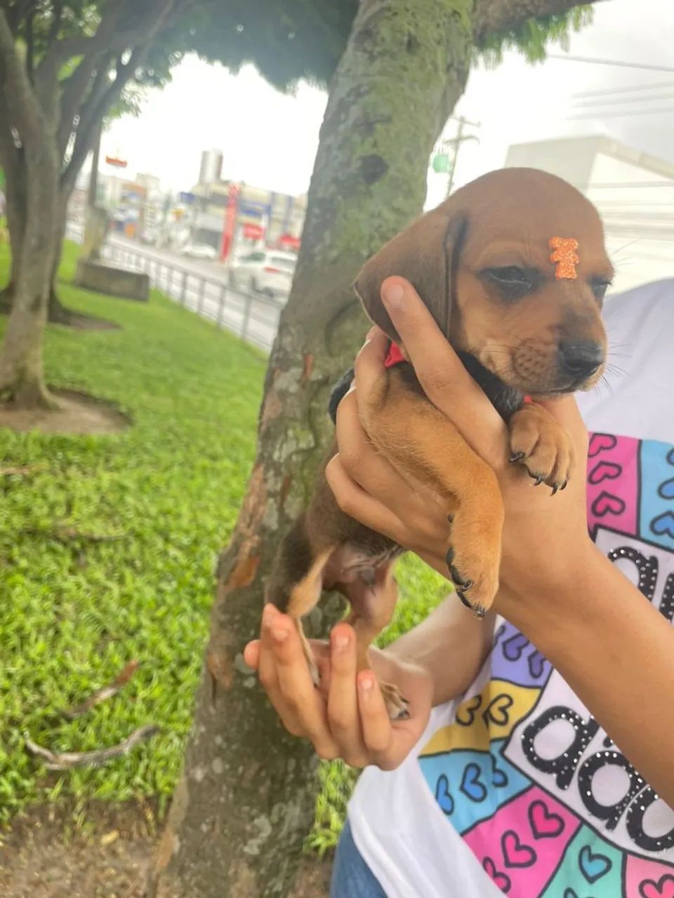 Filhote de Dachshund - Foto 3