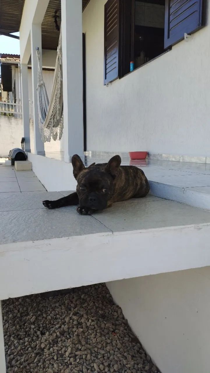 Bulldog frances 