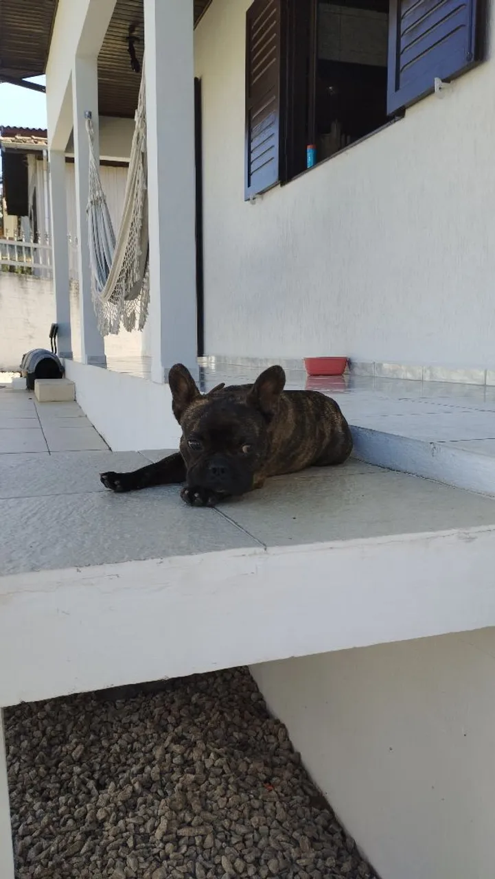 Bulldog frances