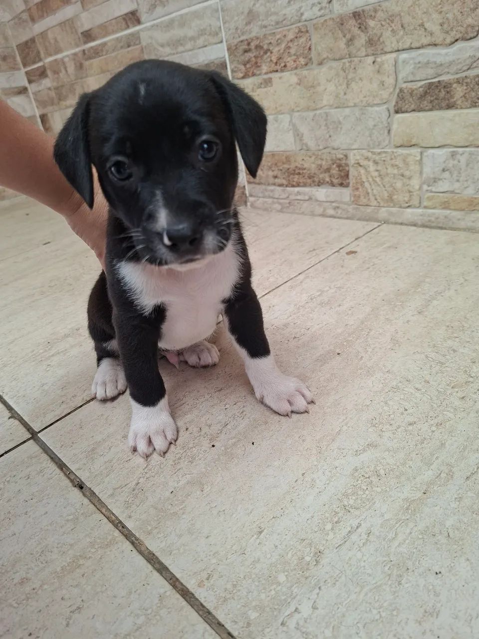 Adoção cachorro  - Foto 5