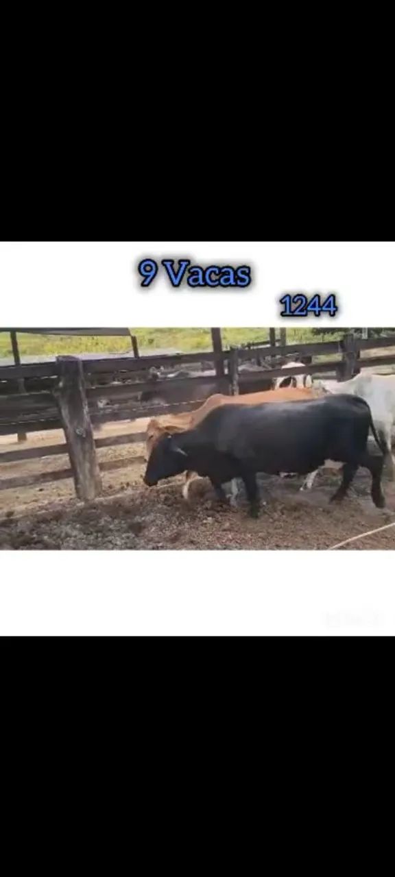 9 Vacas - Foto 2