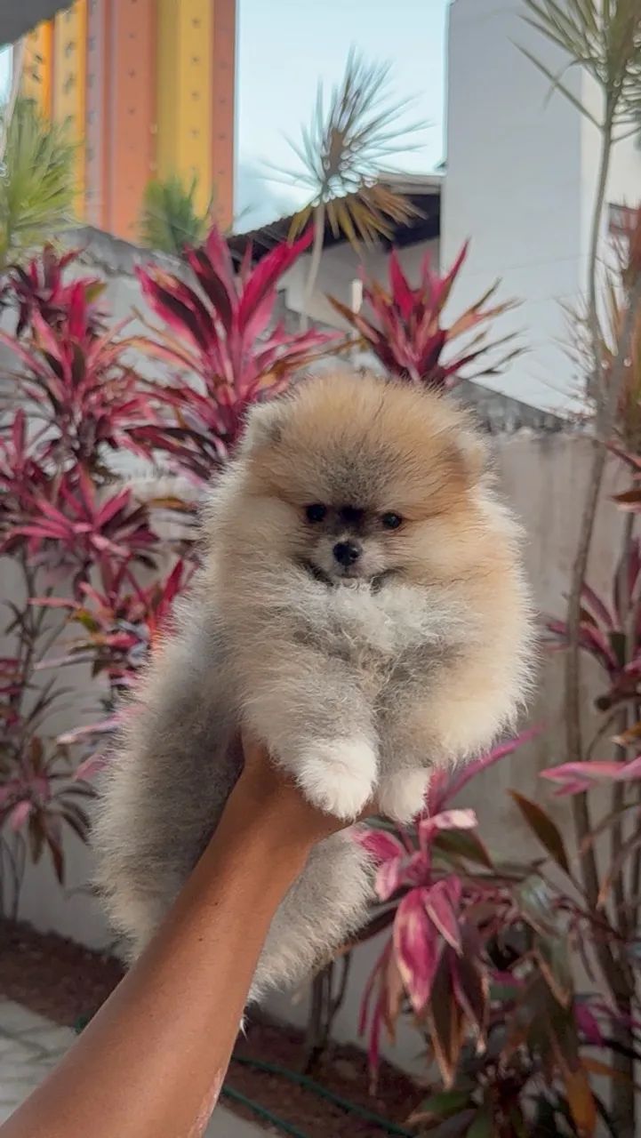 Spitz Alemão macho - Foto 2